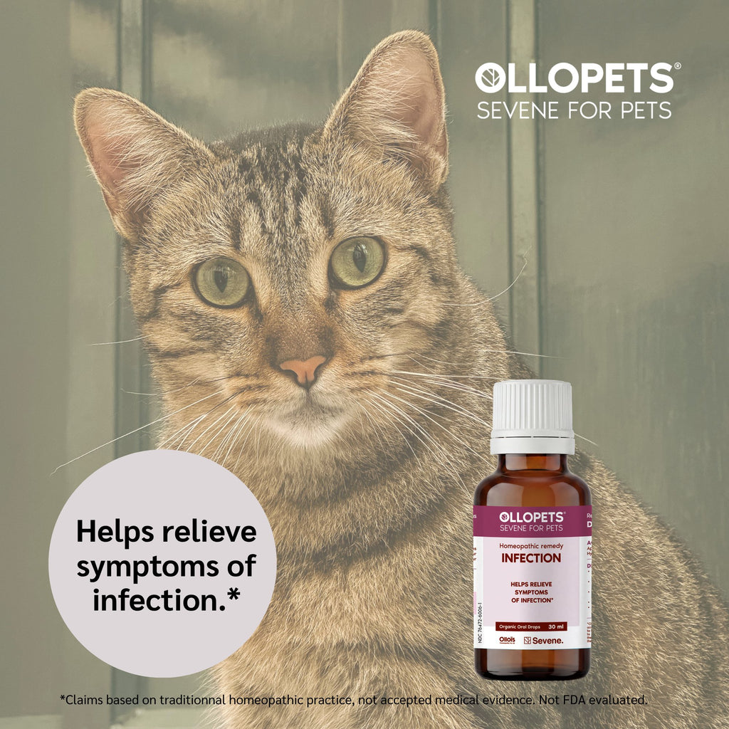 Ollopets Infection Support for Pets — a pet with the product