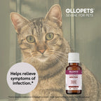 Ollopets Infection Support for Pets — a pet with the product