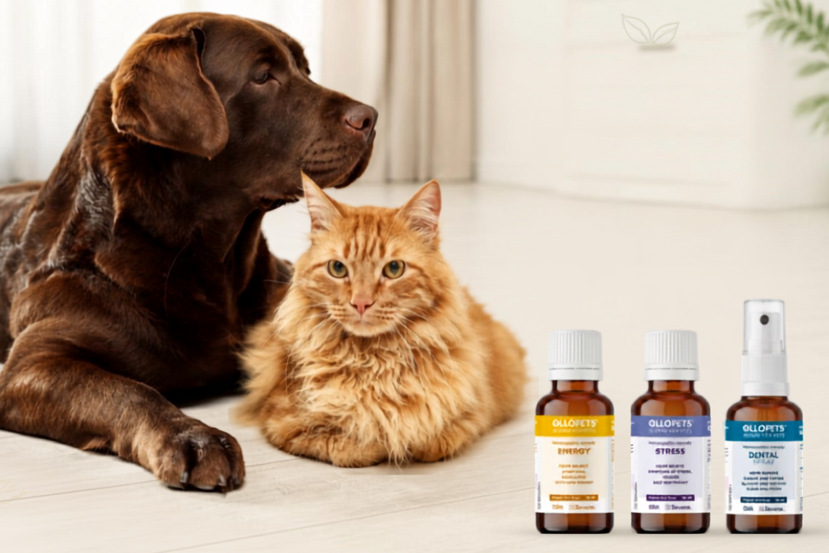 Ollopets-Homeopathy-for-Pets